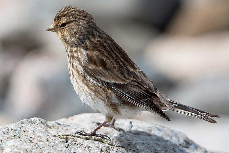 Twite by Romano da Costa