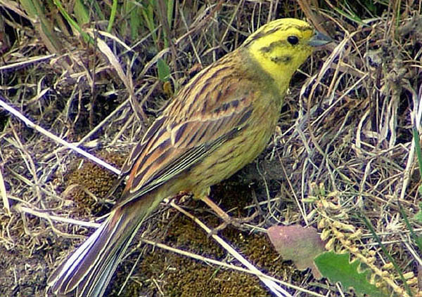 Yellowhammer by Romano da Costa