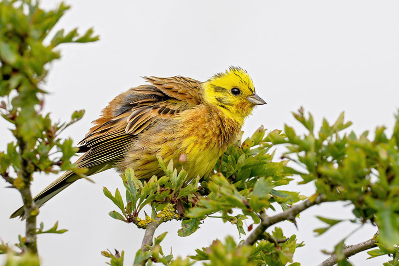 Yellowhammer by Romano da Costa