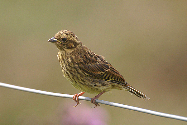 Yellowhammer by Mick Dryden