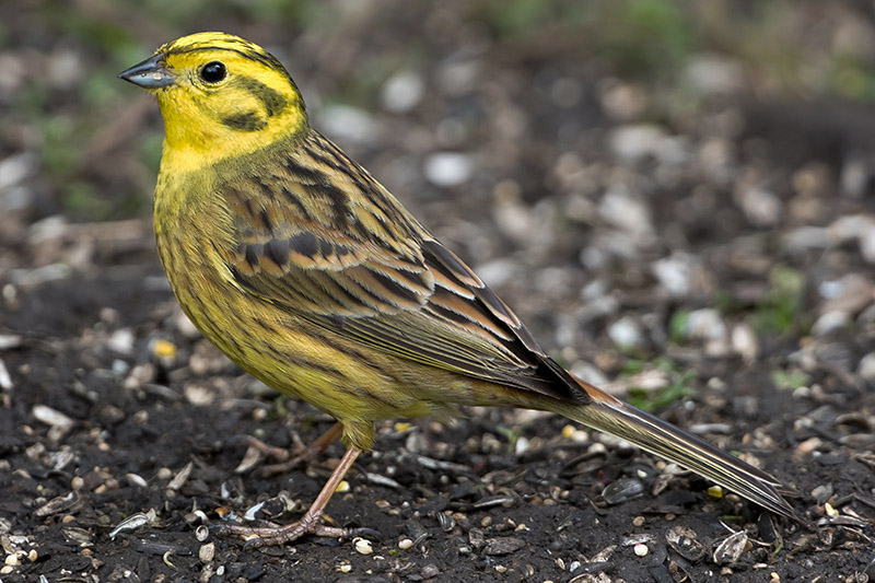 Yellowhammer by Romano da Costa