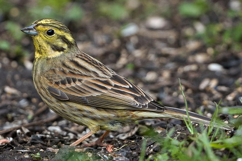 Yellowhammer by Romano da Costa