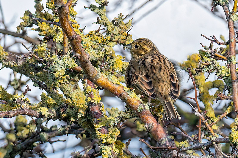 Yellowhammer by Romano da Costa