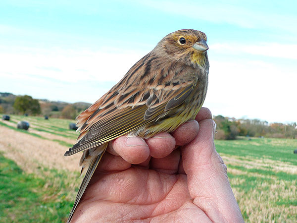 Yellowhammer by David Buxton