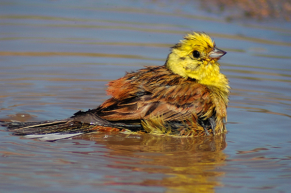 Yellowhammer by Romano da Costa