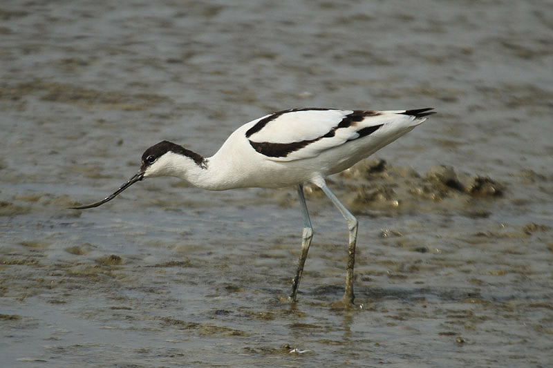 Avocet by Mick Dryden