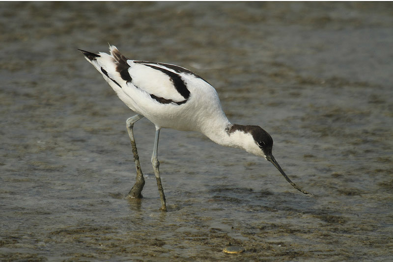 Avocet by Mick Dryden