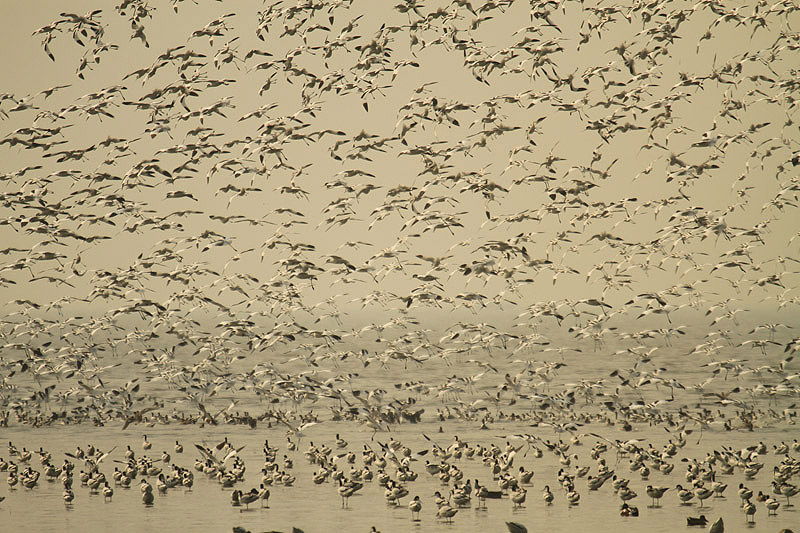 Avocets by Mick Dryden