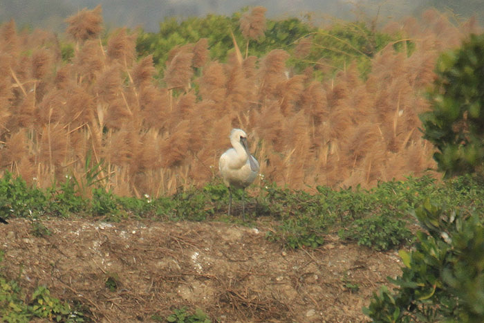 Black-faced Spoonbill by Mick Dryden