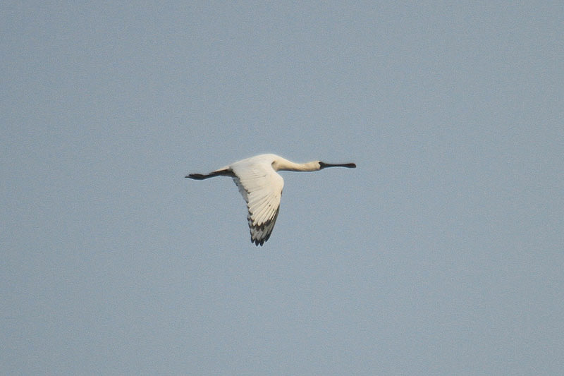 Black-faced Spoonbill by Mick Dryden