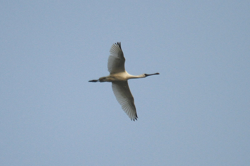 Black-faced Spoonbill by Mick Dryden