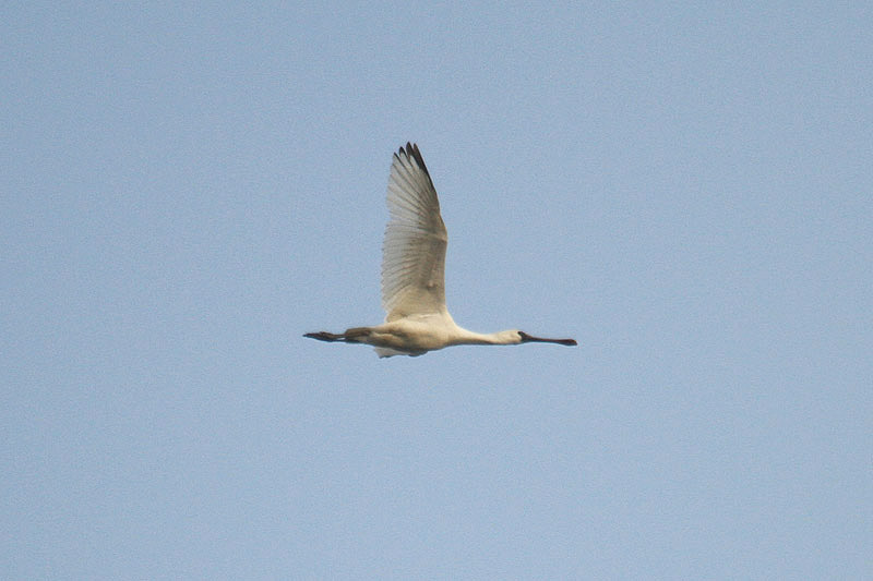 Black-faced Spoonbill by Mick Dryden