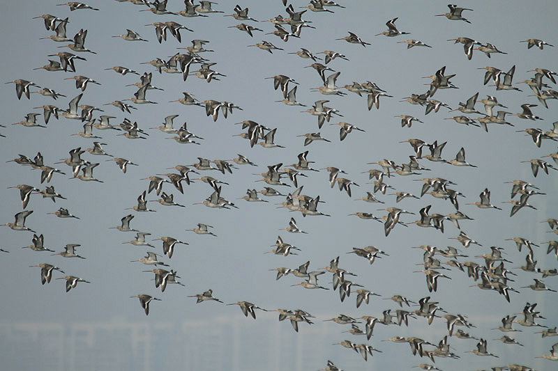 Black-tailed Godwits by Mick Dryden