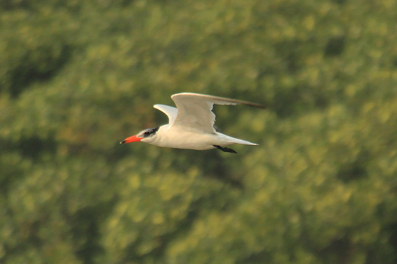 Caspian Tern by Mick Dryden