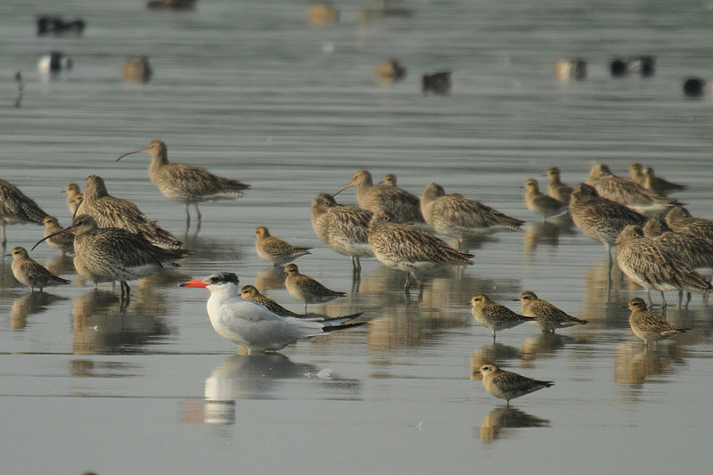 Caspian Tern by Mick Dryden