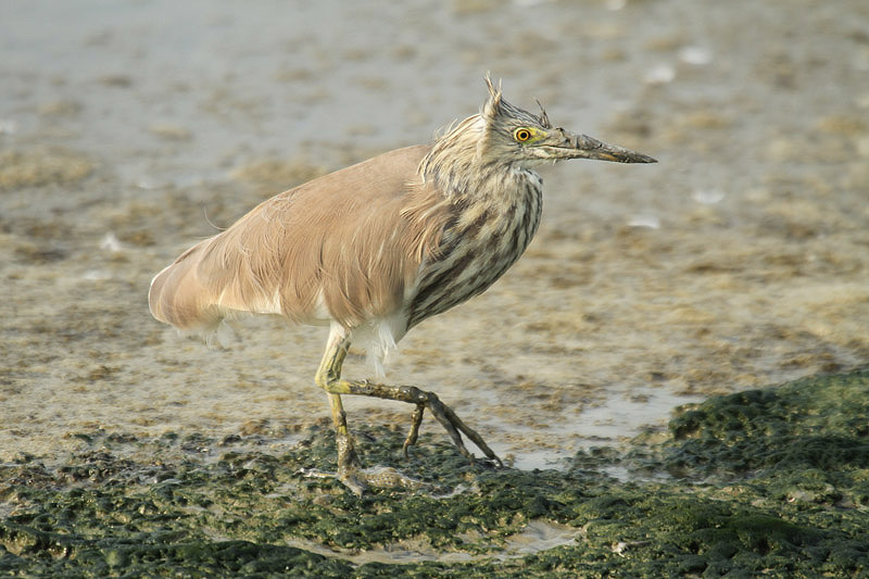 Chinese Pond Heron by Mick Dryden