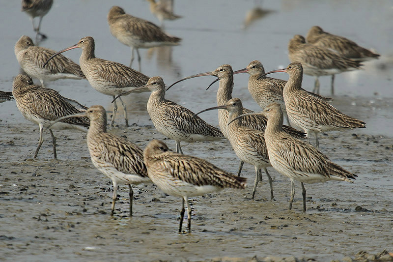 Curlews by Mick Dryden