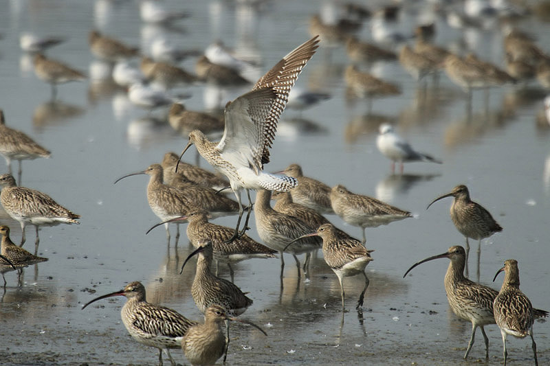 Curlews by Mick Dryden