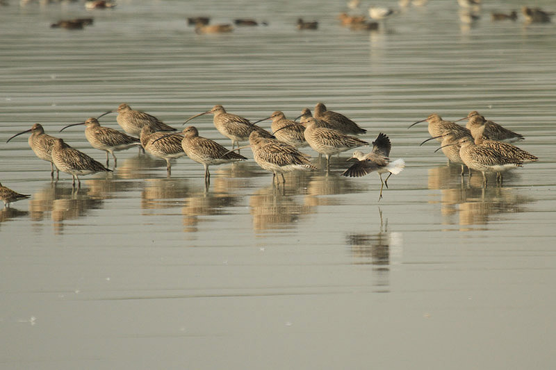 Curlews by Mick Dryden