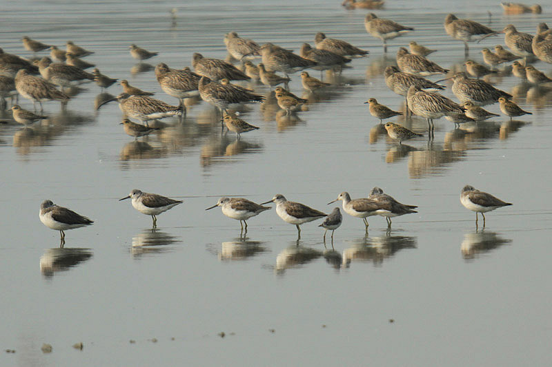 Greenshanks by Mick Dryden