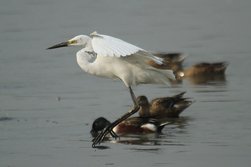 Great White Egret by Mick Dryden