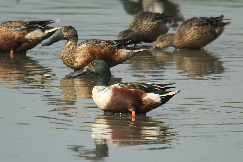 Northern Shoveler by Mick Dryden