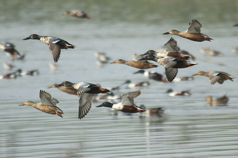 Northern Shoveler by Mick Dryden