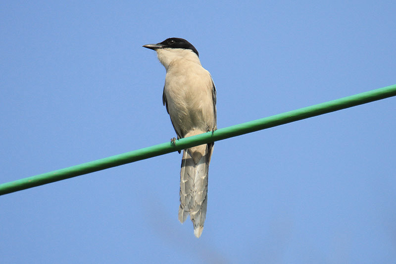 Azure-winged Magpie by Mick Dryden