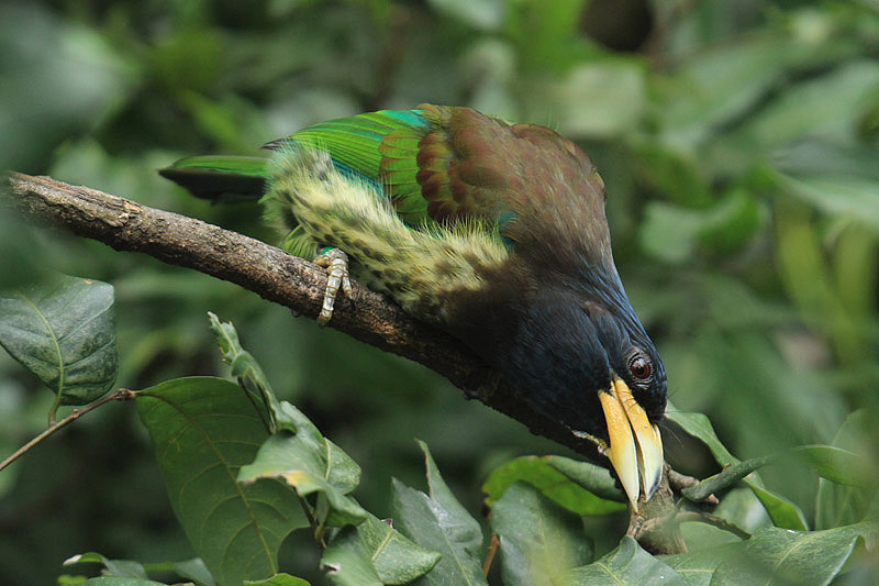 Great Barbet by Mick Dryden