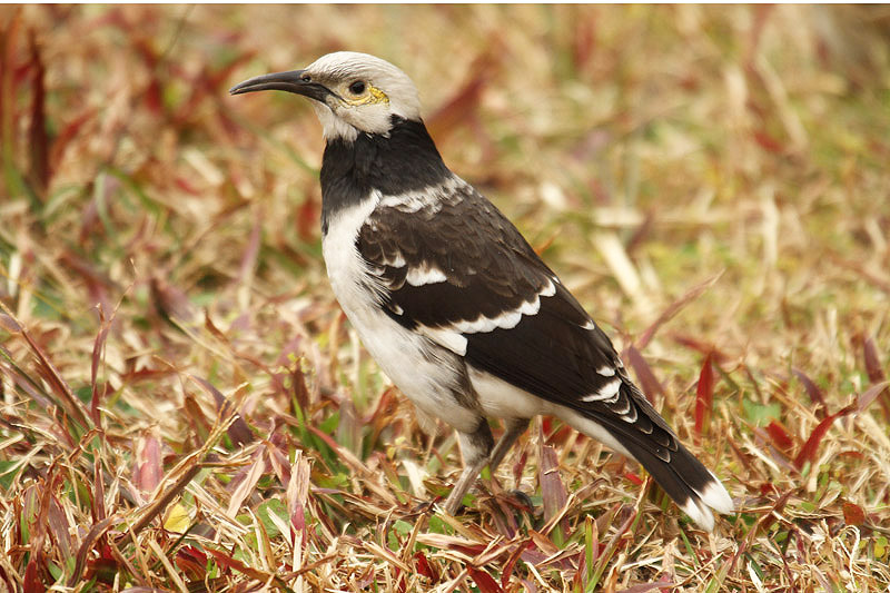 Black-collared Starling by Mick Dryden