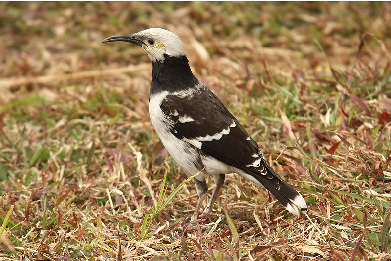 Black-collared Starling by Mick Dryden