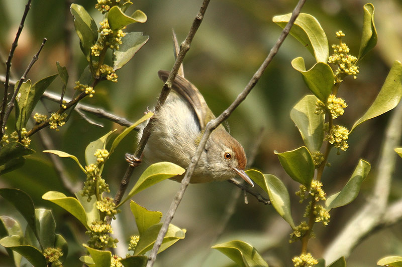 Common Tailorbird by Mick Dryden