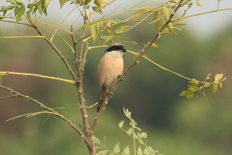 Long-tailed Shrike by Mick Dryden