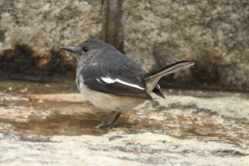Oriental Magpie-Robin by Mick Dryden