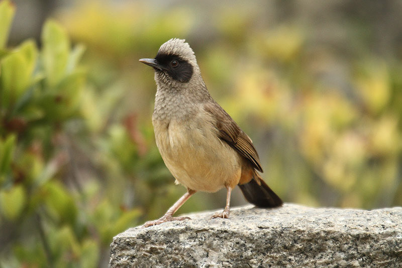 Masked Laughingthrush by Mick Dryden