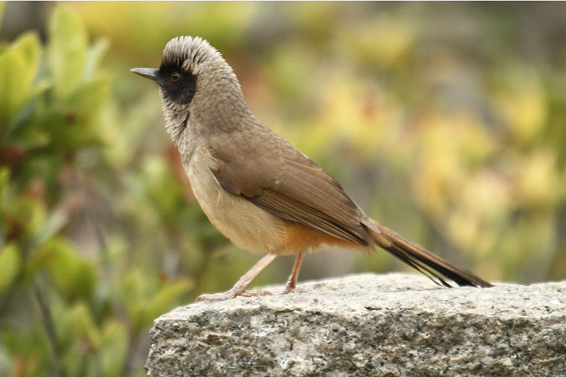 Masked Laughingthrush by Mick Dryden