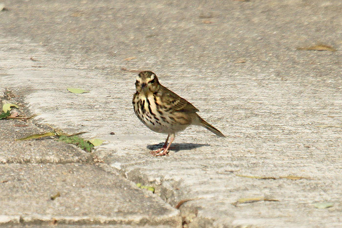 Olive-backed Pipit by Mick Dryden