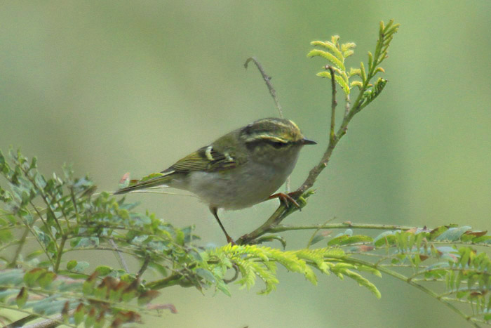 Pallas's Warbler by Mick Dryden