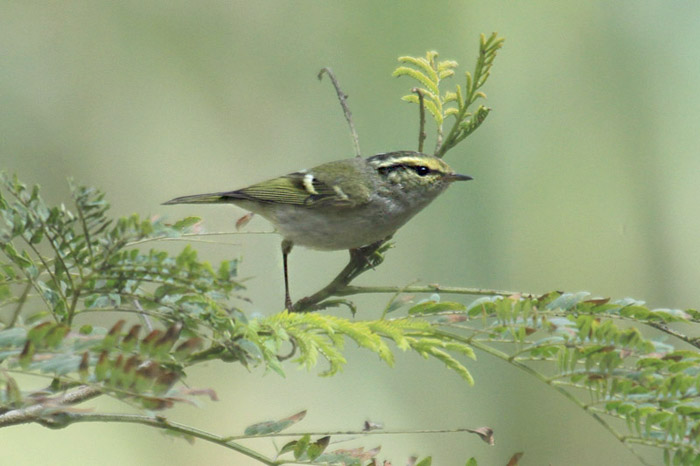 Pallas's Warbler by Mick Dryden