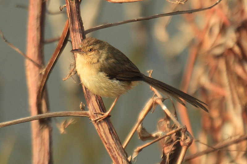 Plain Prinia by Mick Dryden