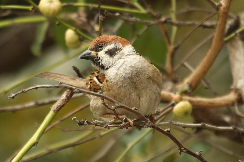 Tree Sparrow by Mick Dryden