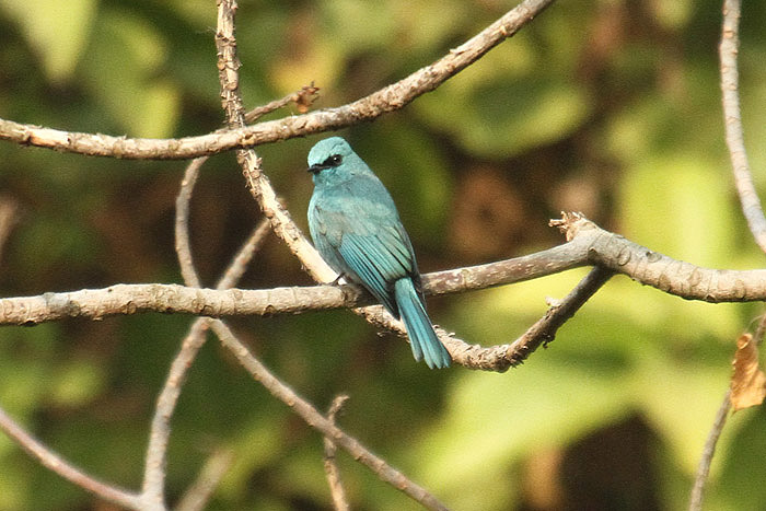 Verditer Flycatcher by Mick Dryden