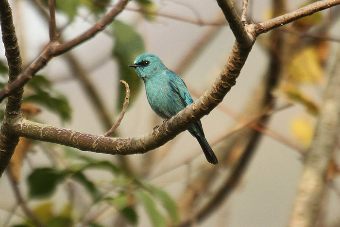 Verditer Flycatcher by Mick Dryden