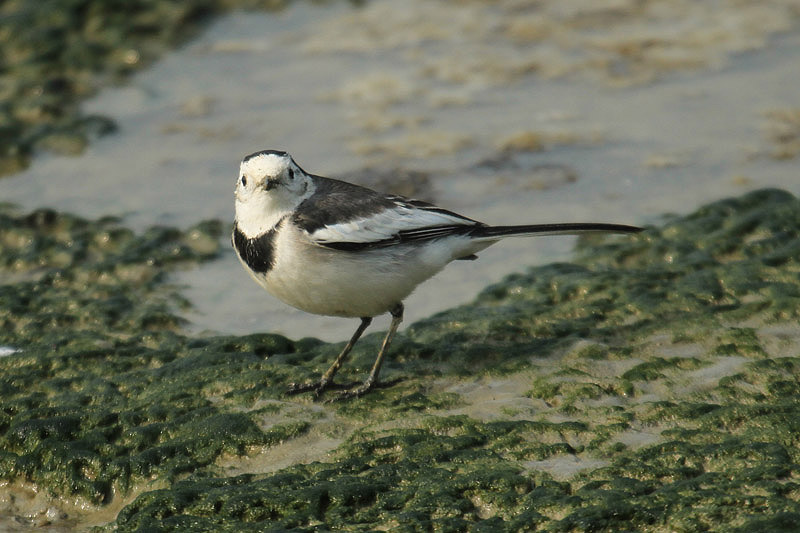 White Wagtail by Mick Dryden