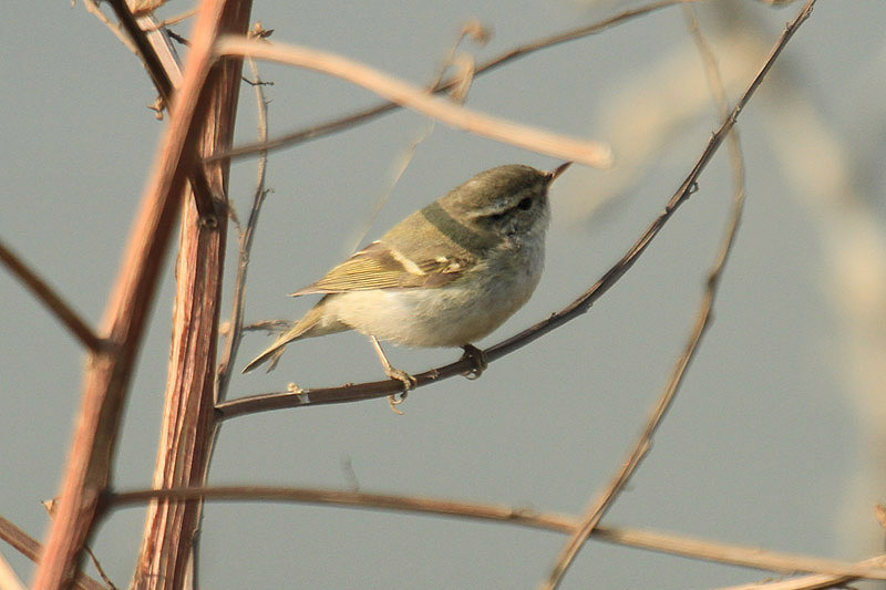 Yellow-browed Warbler by Mick Dryden