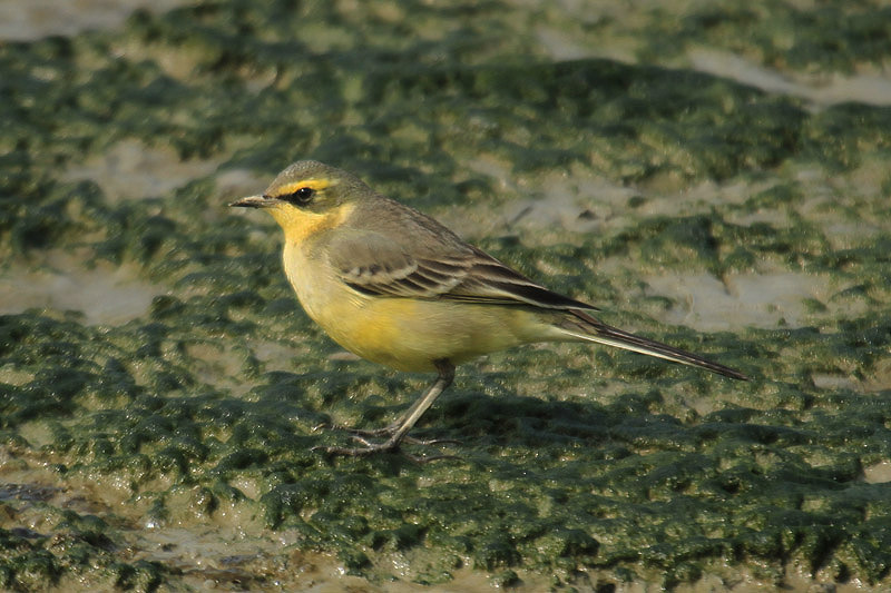 Yellow Wagtail by Mick Dryden