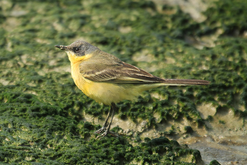 Yellow Wagtail by Mick Dryden