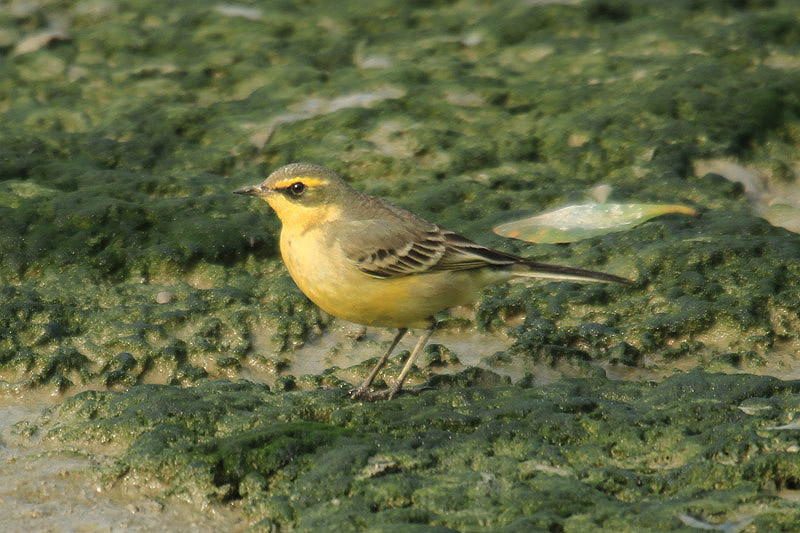 Yellow Wagtail by Mick Dryden