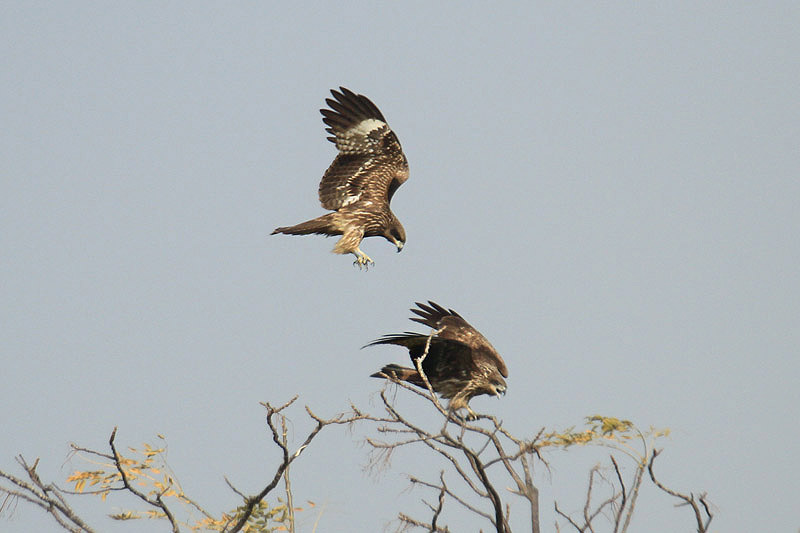 Black Kites by Mick Dryden