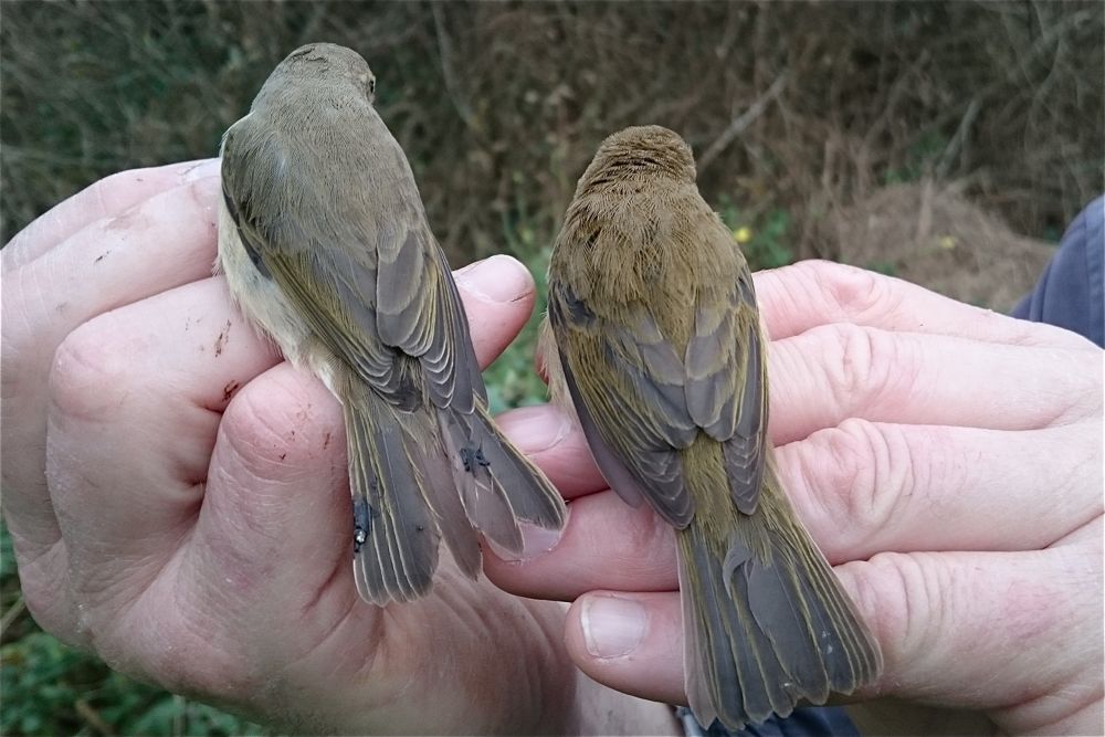 Chiffchaffs by Cris Sellares